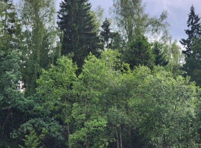 ЛОТ 80566 В