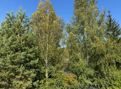 ЛОТ 82362 В