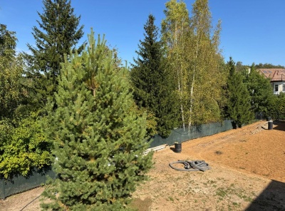 ЛОТ 82362 В